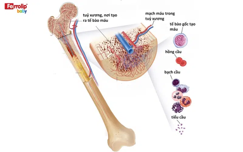 nguyên nhân thiếu máu sinh lý ở trẻ sơ sinh